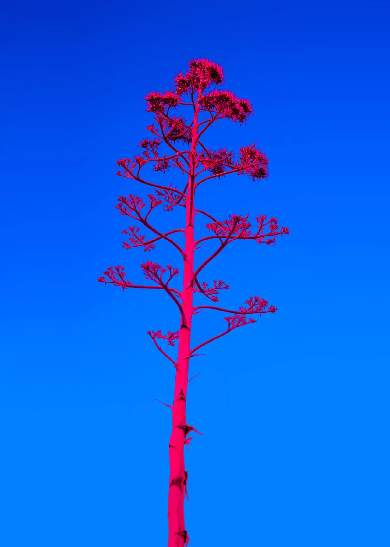 Tree red